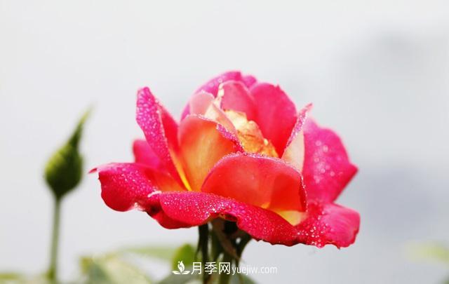寒露過后如何扦插月季？輕松掌握養(yǎng)護(hù)技巧，養(yǎng)出苗壯月季花(圖2)