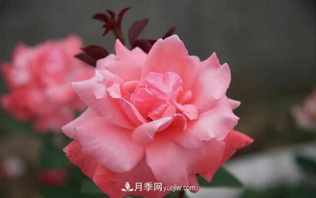 寒露過后如何扦插月季？輕松掌握養(yǎng)護(hù)技巧，養(yǎng)出苗壯月季花(圖3)