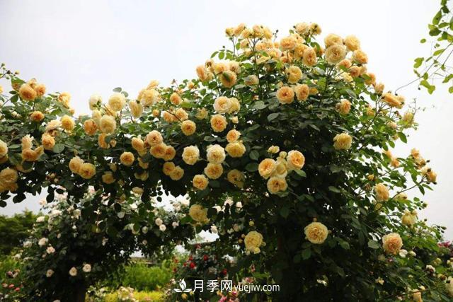 推薦3個藤本月季品種，一年就能長成月季花墻(圖1)
