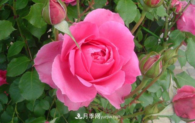 推薦3個藤本月季品種，一年就能長成月季花墻(圖2)