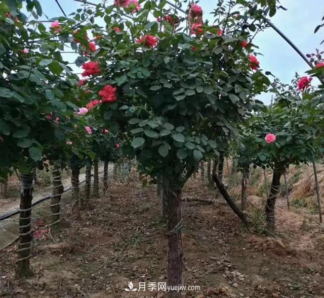 月季樹冬天怎么修剪？(圖1)