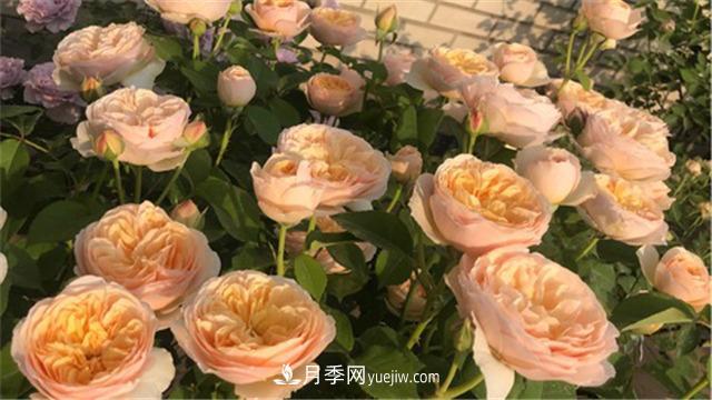 花開華南地區(qū)，哪些月季品種，征服了廣州這片“熱土”？(圖2)