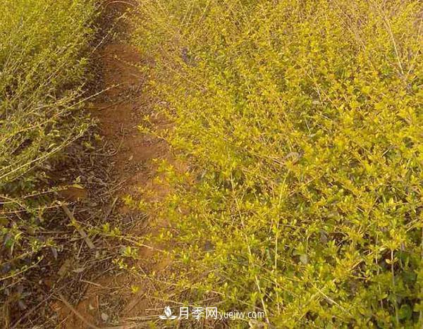 連翹的生長習(xí)性，品種與類別的介紹(圖1)