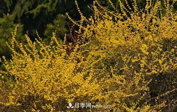 連翹的生長習(xí)性，品種與類別的介紹(圖3)