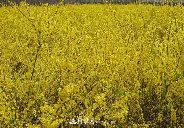連翹的生長習(xí)性，品種與類別的介紹(圖2)