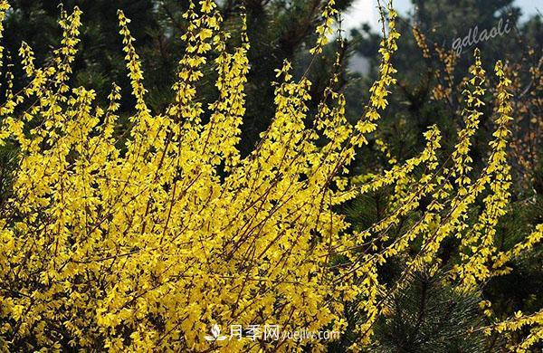 連翹的生長習(xí)性，品種與類別的介紹(圖4)