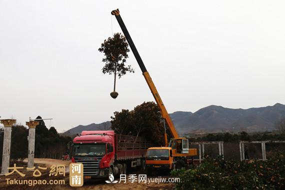 南陽南召：玉蘭苗木產(chǎn)業(yè) 飄香名揚(yáng)天下(圖4)