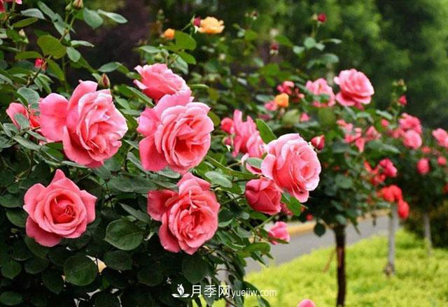 樹狀月季修剪養(yǎng)護(hù)小知識(圖1)