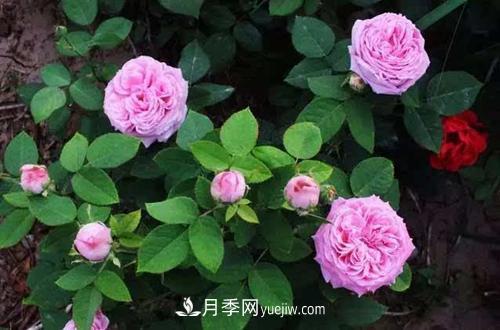 月季冬天如何修剪？冬天能重剪嗎？(圖1)