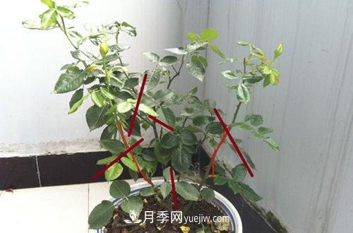 月季冬天如何修剪？冬天能重剪嗎？(圖3)