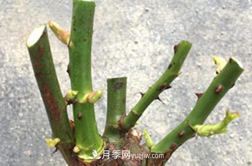 月季冬天如何修剪？冬天能重剪嗎？(圖2)