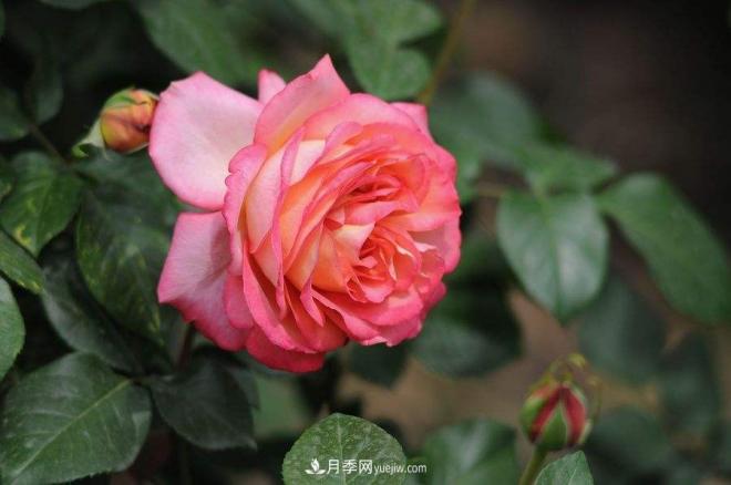 治蟲害還會傷到月季？這種蟲子讓花友左右為難(圖1)