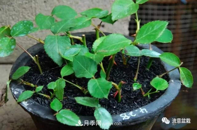 月季秋插方法很簡(jiǎn)單，做好這幾步，生根快，成活率95%以上(圖5)