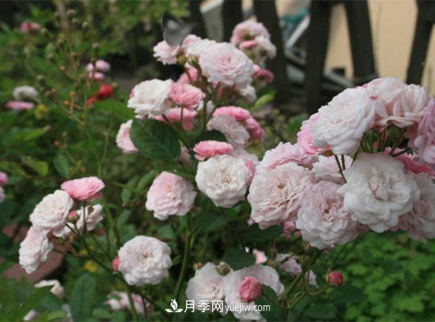 月季病蟲(chóng)害發(fā)生及防治(圖1)