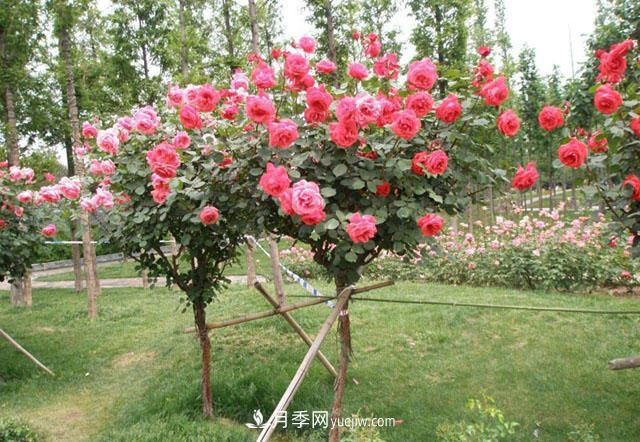防治月季樹常見的蟲害(圖1)