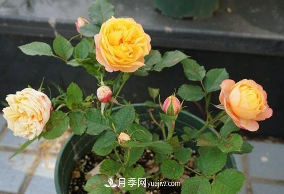月季秋季養(yǎng)護(hù)的重點(diǎn)，如果疏忽這些來年開花就困難了(圖1)