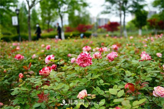 月季***適合施肥的時節(jié)，具體施什么肥？(圖1)