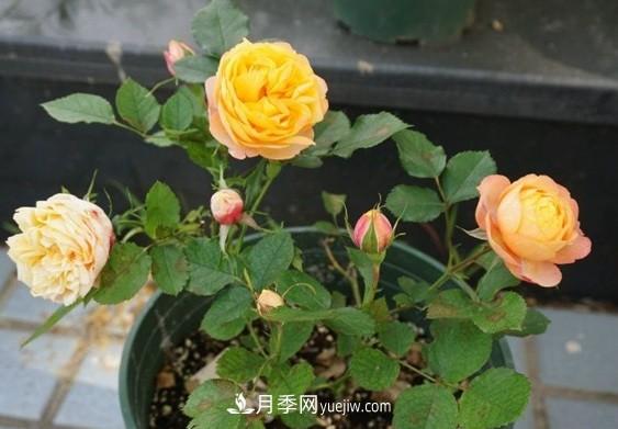 月季***適合施肥的時節(jié)，具體施什么肥？(圖3)