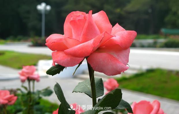 月季葉子發(fā)黃嚴(yán)重落葉怎么治理？(圖1)