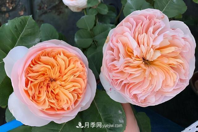 這3個月季品種是陽臺霸主，喜歡月季花的人都在種植(圖1)