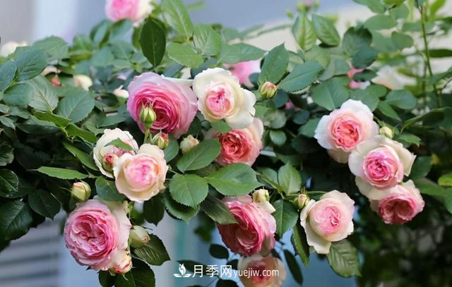 這3個月季品種是陽臺霸主，喜歡月季花的人都在種植(圖2)