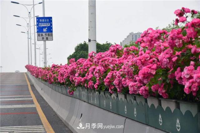 2021年，綠化月季上高架會成為潮流嗎？(圖2)