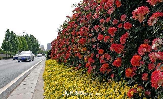 2021年，綠化月季上高架會成為潮流嗎？(圖4)