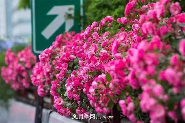 2021年，綠化月季上高架會成為潮流嗎？(圖3)