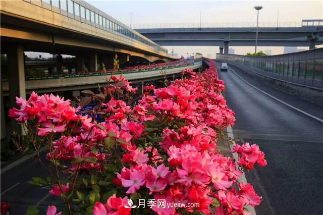 2021年，綠化月季上高架會成為潮流嗎？(圖6)