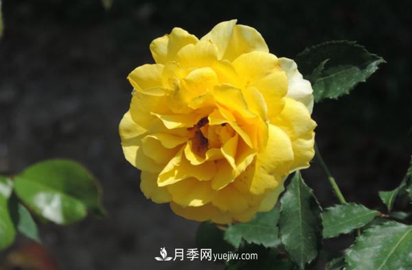 月季養(yǎng)殖營(yíng)養(yǎng)平衡是關(guān)鍵，這些你真的知道嗎？(圖1)