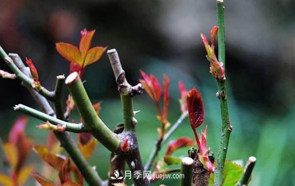 盆栽月季怎么養(yǎng)護(hù)？(圖1)