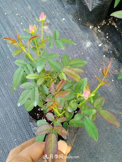 月季花的芽點過多，需不需要處理掉(圖2)