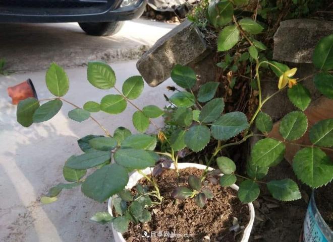月季花的芽點過多，需不需要處理掉(圖3)
