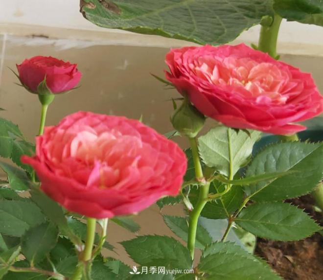 月季得了病，別急扔掉，教你解決快速恢復(fù)(圖1)