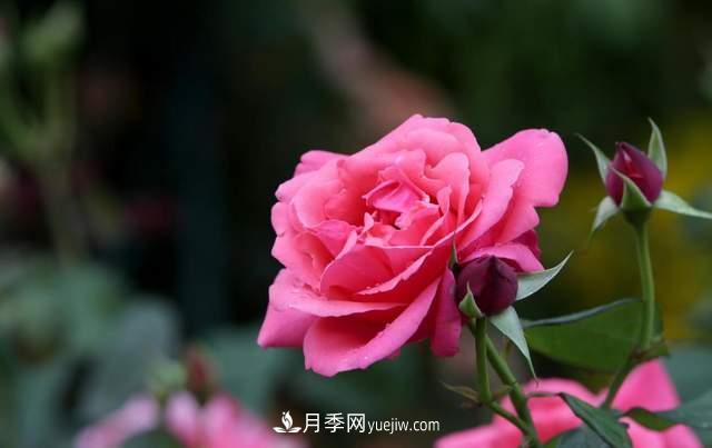 月季得病恢復(fù)以后，如何修剪？如何養(yǎng)護(hù)(圖1)