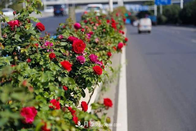 月季得病恢復(fù)以后，如何修剪？如何養(yǎng)護(hù)(圖4)