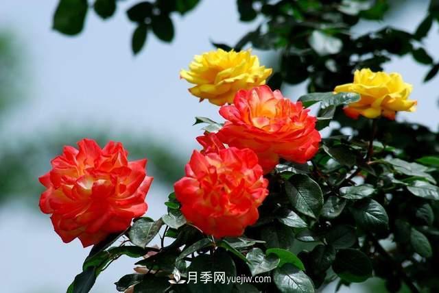 月季得病恢復(fù)以后，如何修剪？如何養(yǎng)護(hù)(圖2)