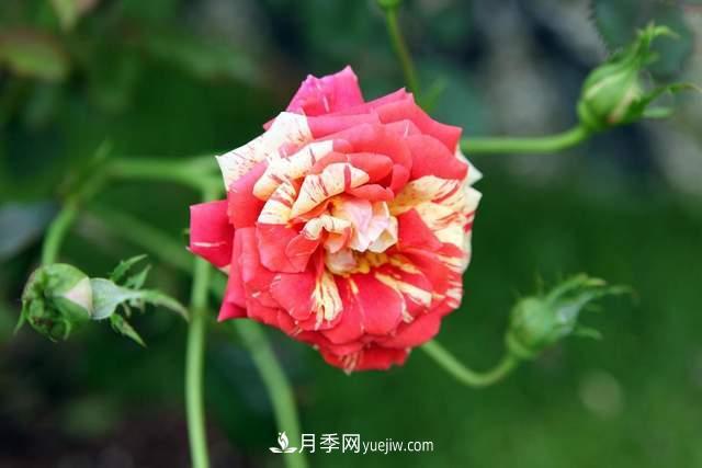 月季得病恢復(fù)以后，如何修剪？如何養(yǎng)護(hù)(圖3)
