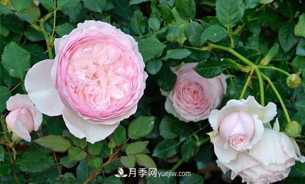 冬天來了月季花要休眠了，抓緊做這3件事，為明年開花做準備！(圖1)