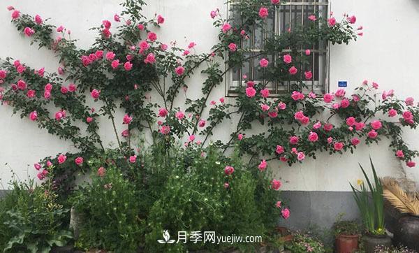 冬天來了月季花要休眠了，抓緊做這3件事，為明年開花做準備！(圖2)