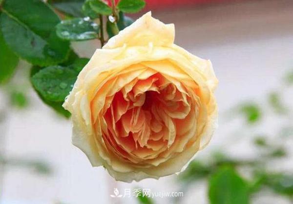 冬天來了月季花要休眠了，抓緊做這3件事，為明年開花做準備！(圖3)