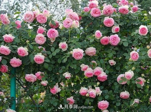 冬季藤本月季的養(yǎng)殖方法和養(yǎng)護注意事項(圖2)