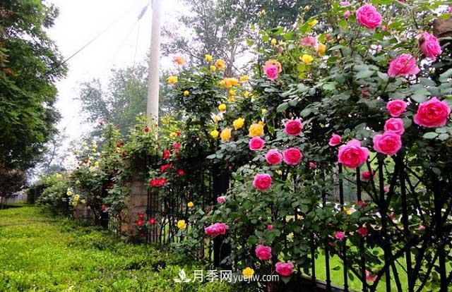 冬季藤本月季的養(yǎng)殖方法和養(yǎng)護注意事項(圖3)