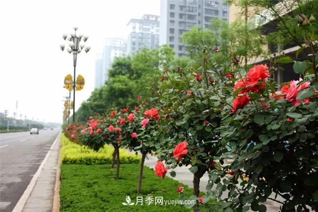 樹狀月季更新怎么保護(hù)和利用腳芽和隱芽？(圖1)