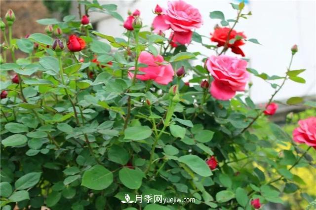 月季的這幾種常見的病蟲害，要學會這么防治(圖1)
