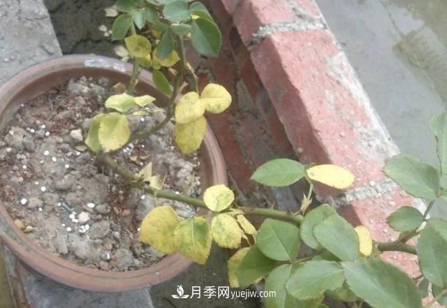 月季的這幾種常見的病蟲害，要學會這么防治(圖3)