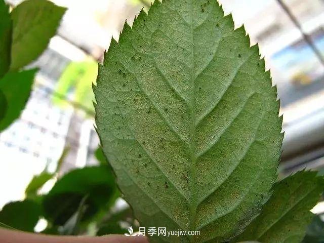 月季的這幾種常見的病蟲害，要學會這么防治(圖6)