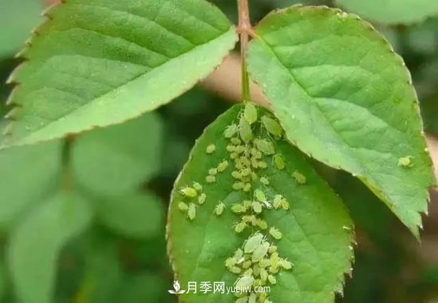 月季的這幾種常見的病蟲害，要學會這么防治(圖5)