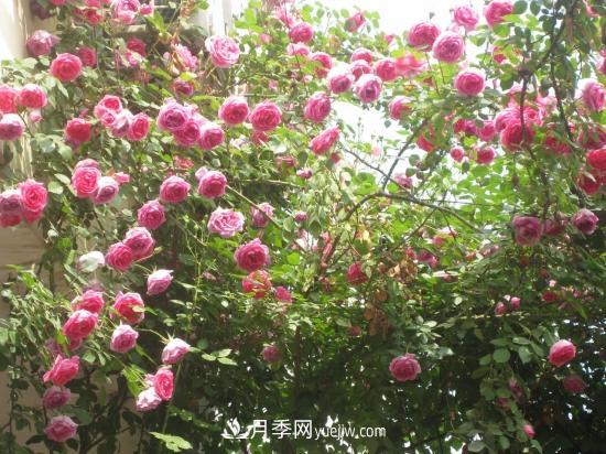 藤本月季的種植方法與養(yǎng)護(hù)辦法，適當(dāng)修剪更勤花(圖4)