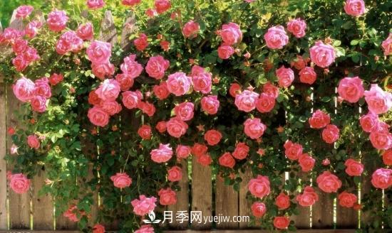 藤本月季的種植方法與養(yǎng)護(hù)辦法，適當(dāng)修剪更勤花(圖2)